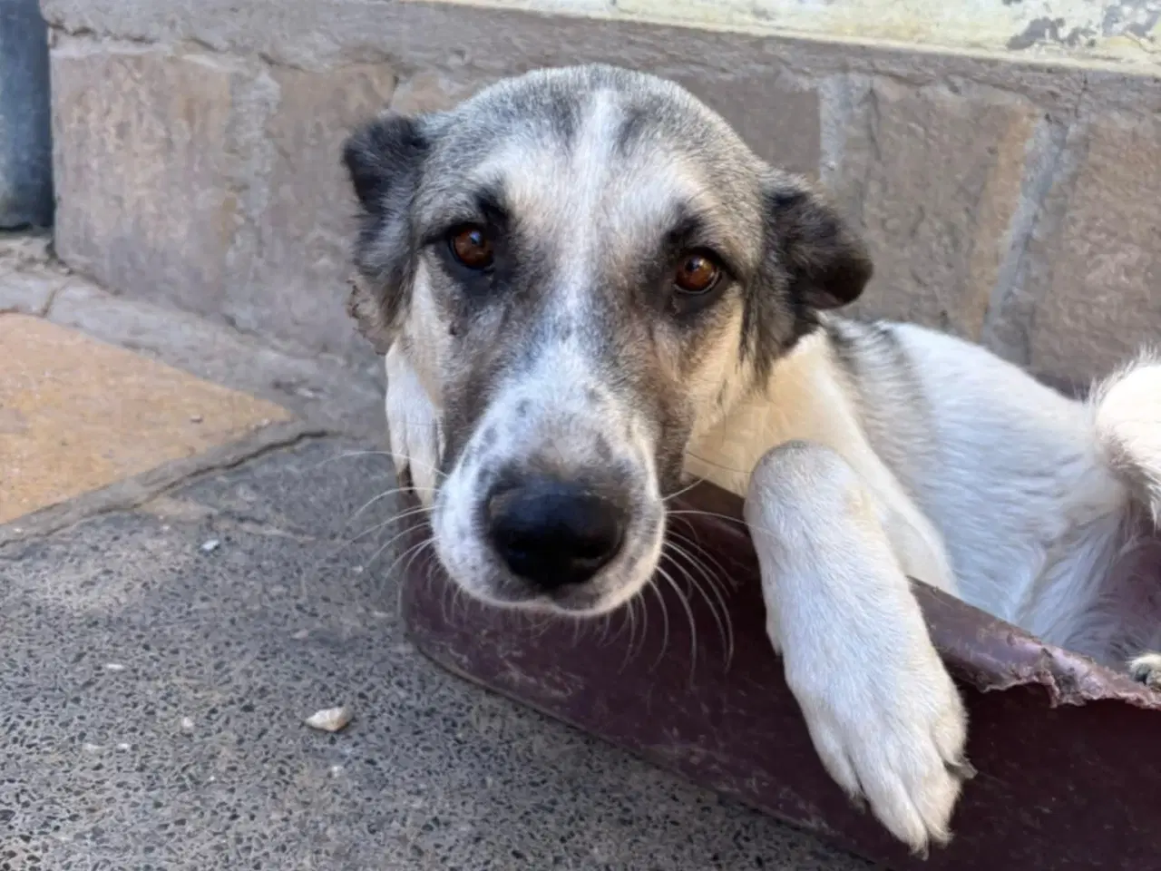 Billede 9 - Søde Raina søger sin helt egen familie