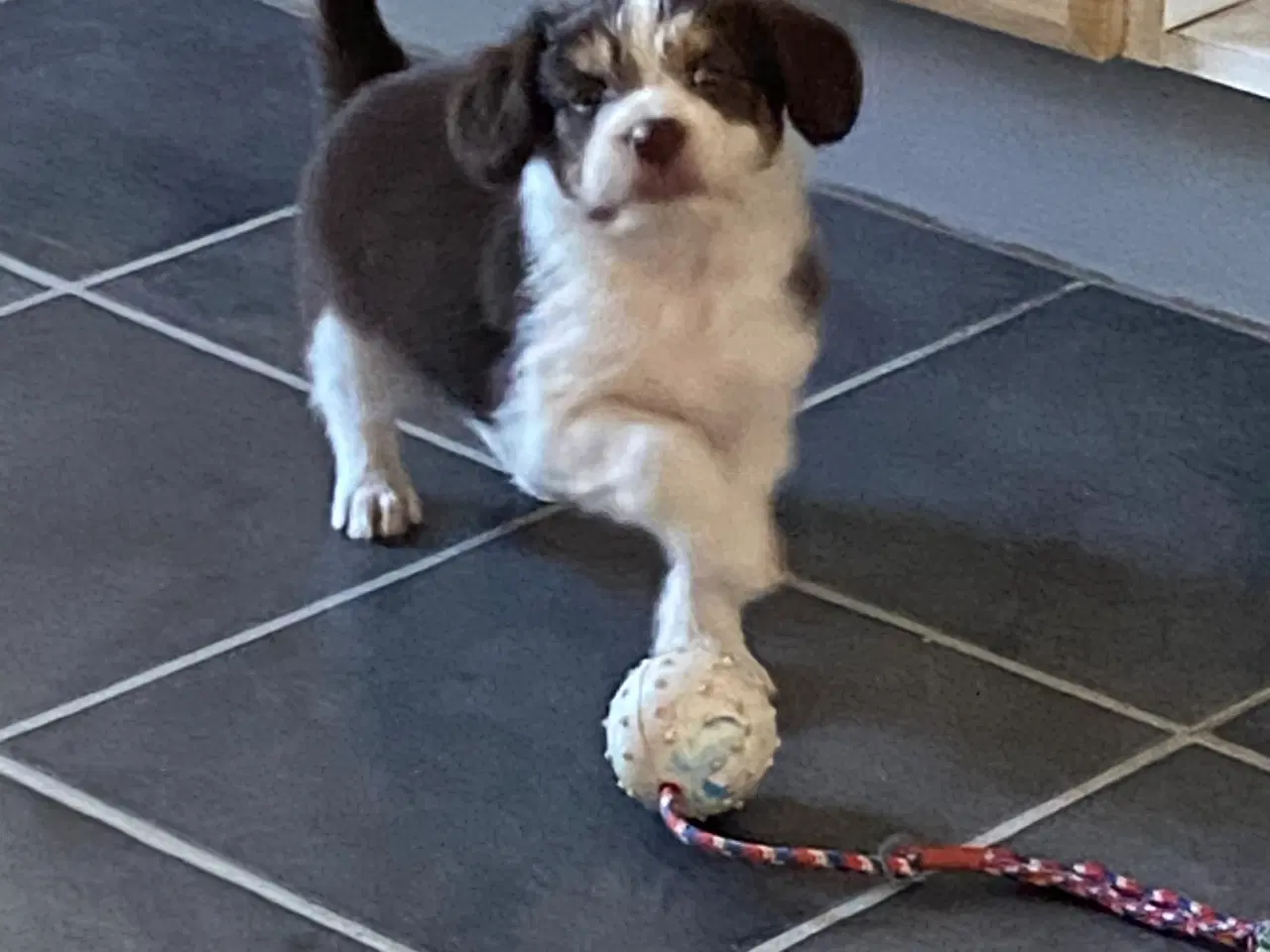 Billede 10 - Border Collie / Powder puff