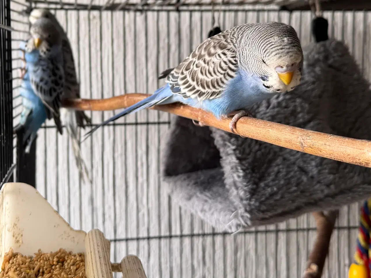 Billede 5 - Australske undulat unger