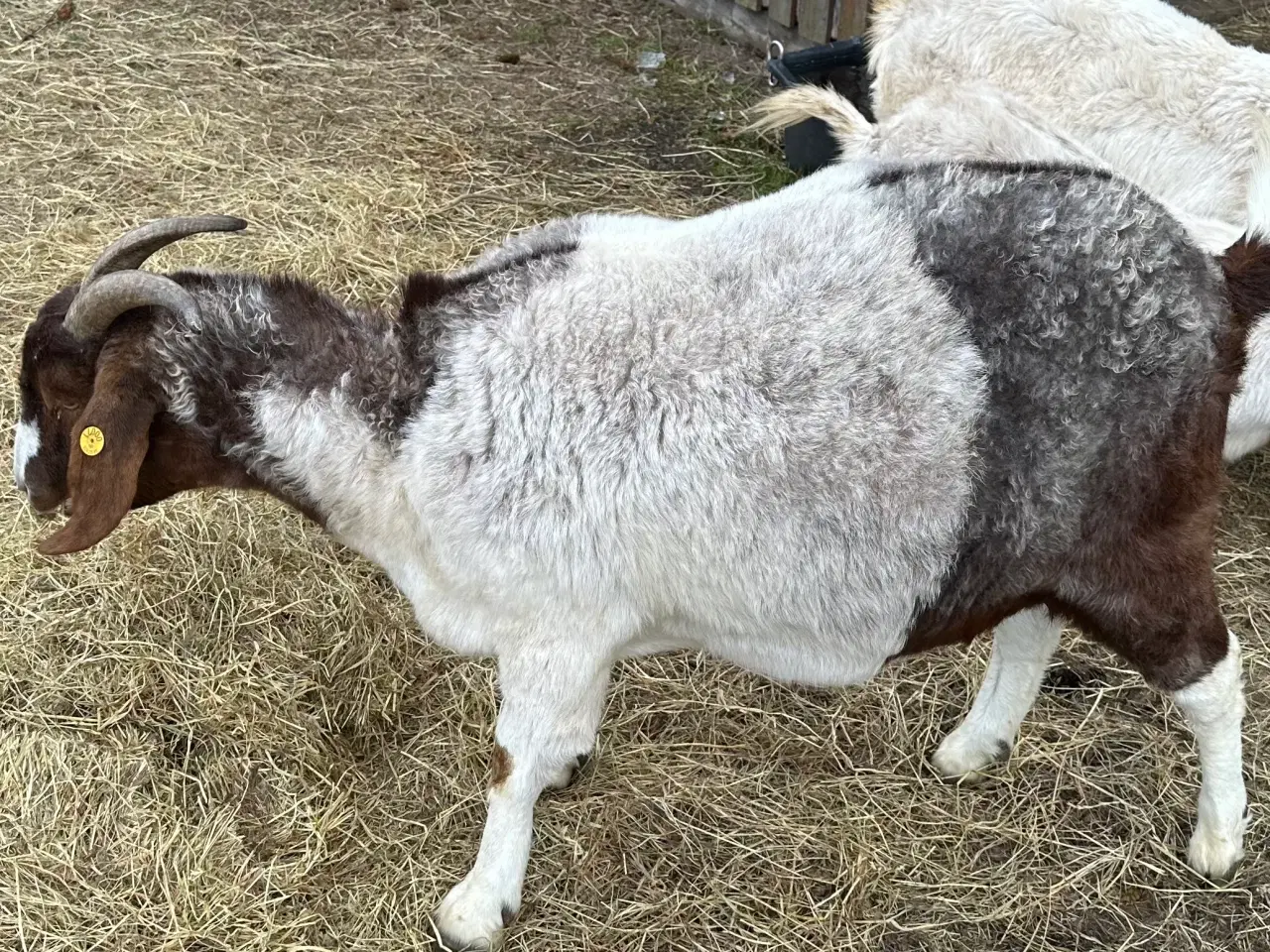 Billede 1 - Boer geder kastrater 2-4 år