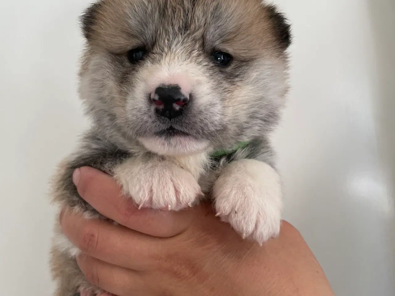 Billede 18 - Akita Inu hvalpe