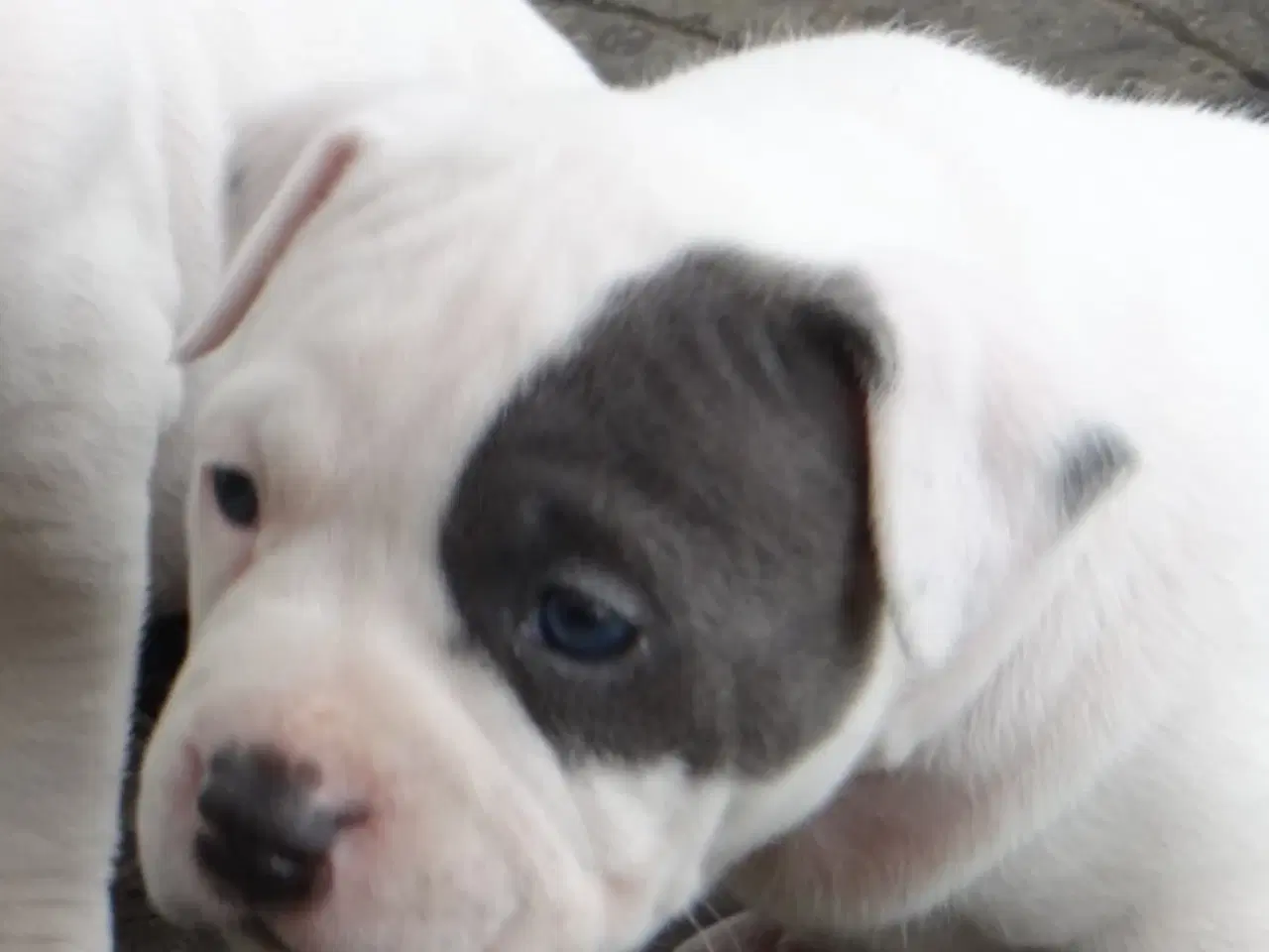 Billede 9 - American bully hvalpe 