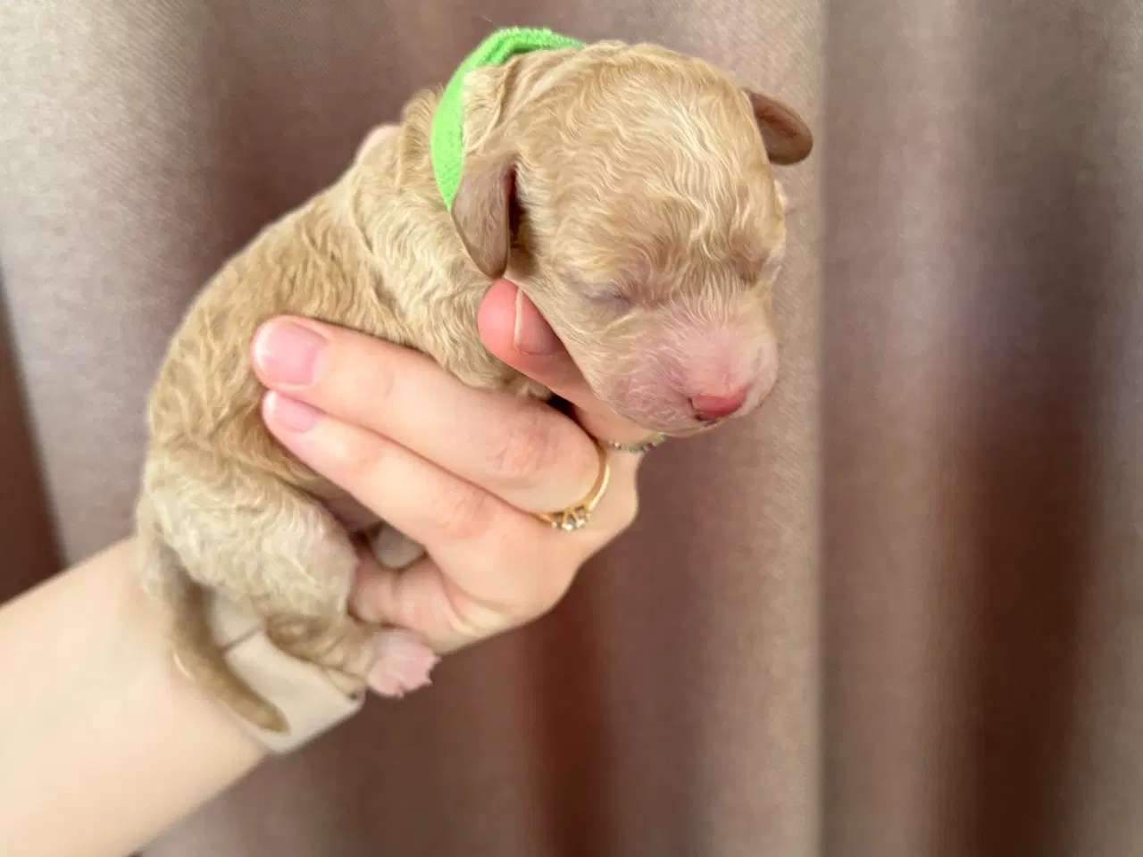 Billede 5 - Lækre Doodlehvalpe sælges 🐾🐾