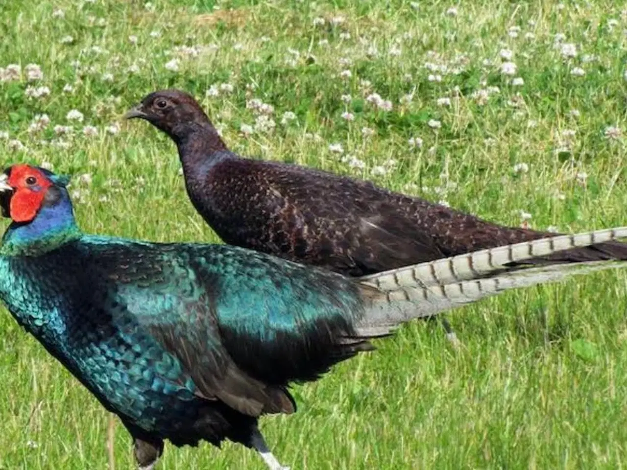 Billede 1 - Fasanæg søges