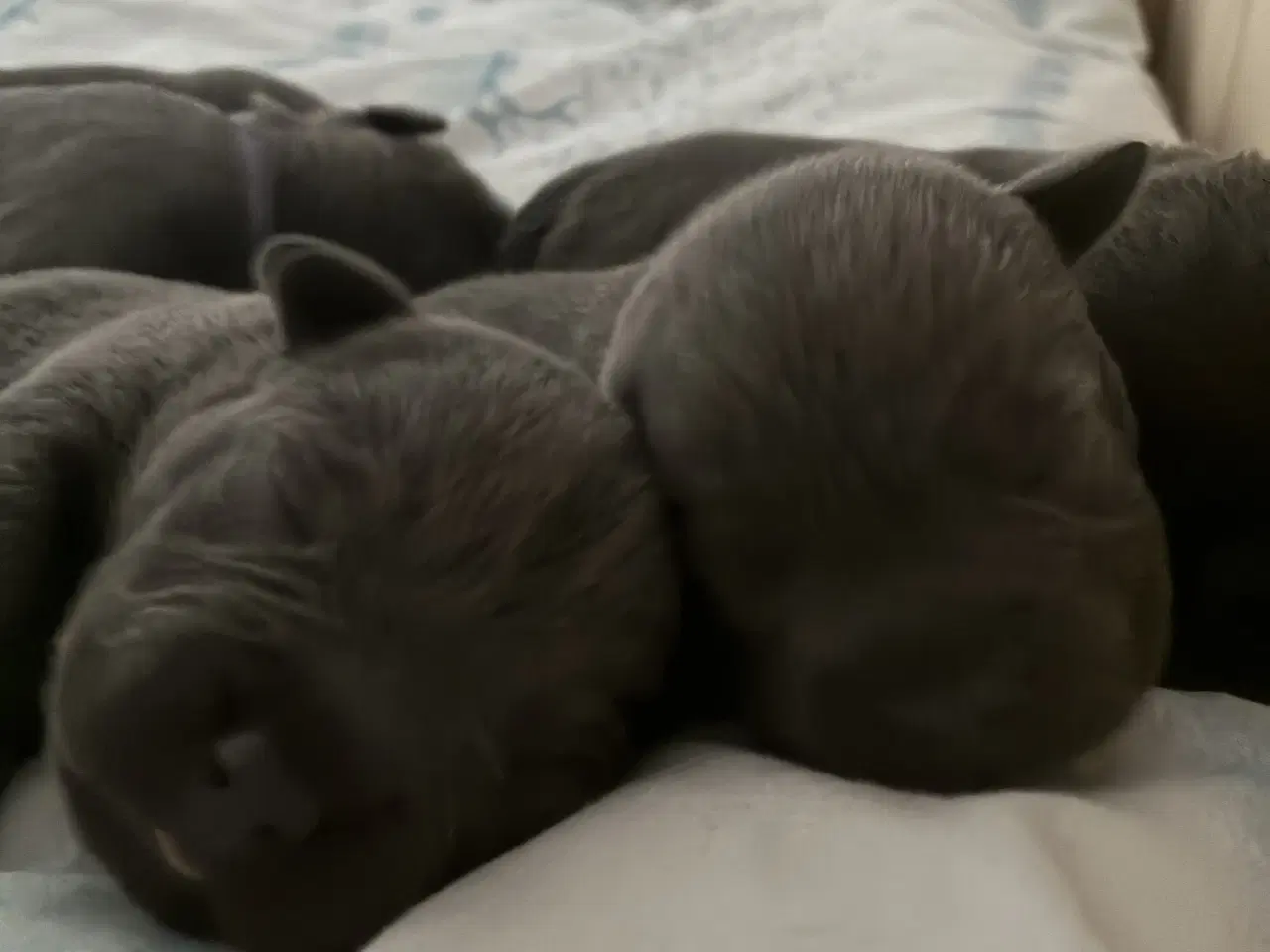 Billede 5 - Blå Staffy salgsklar fra d 13/2-26