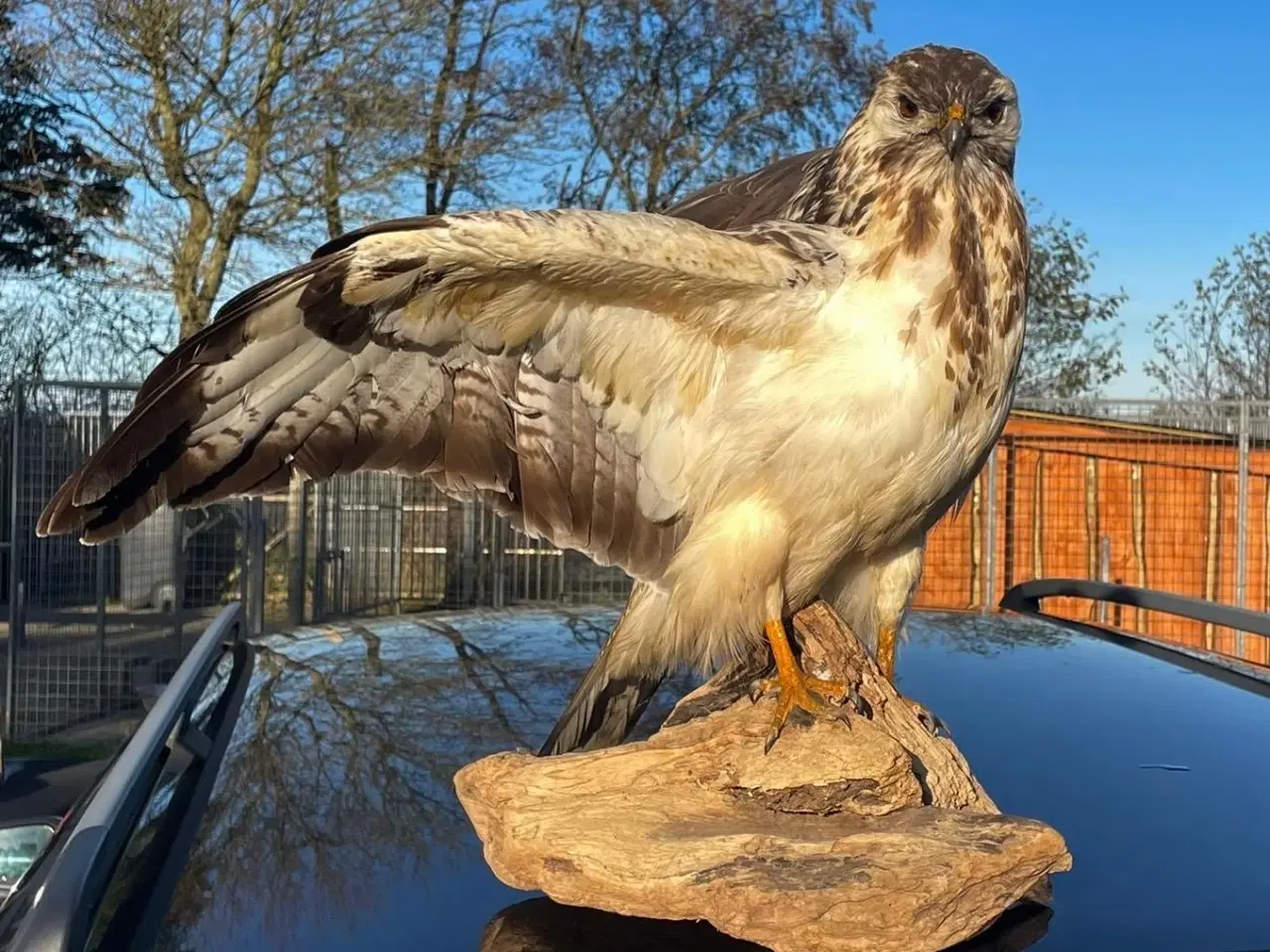 Billede 2 - Udstoppet stor musvåge