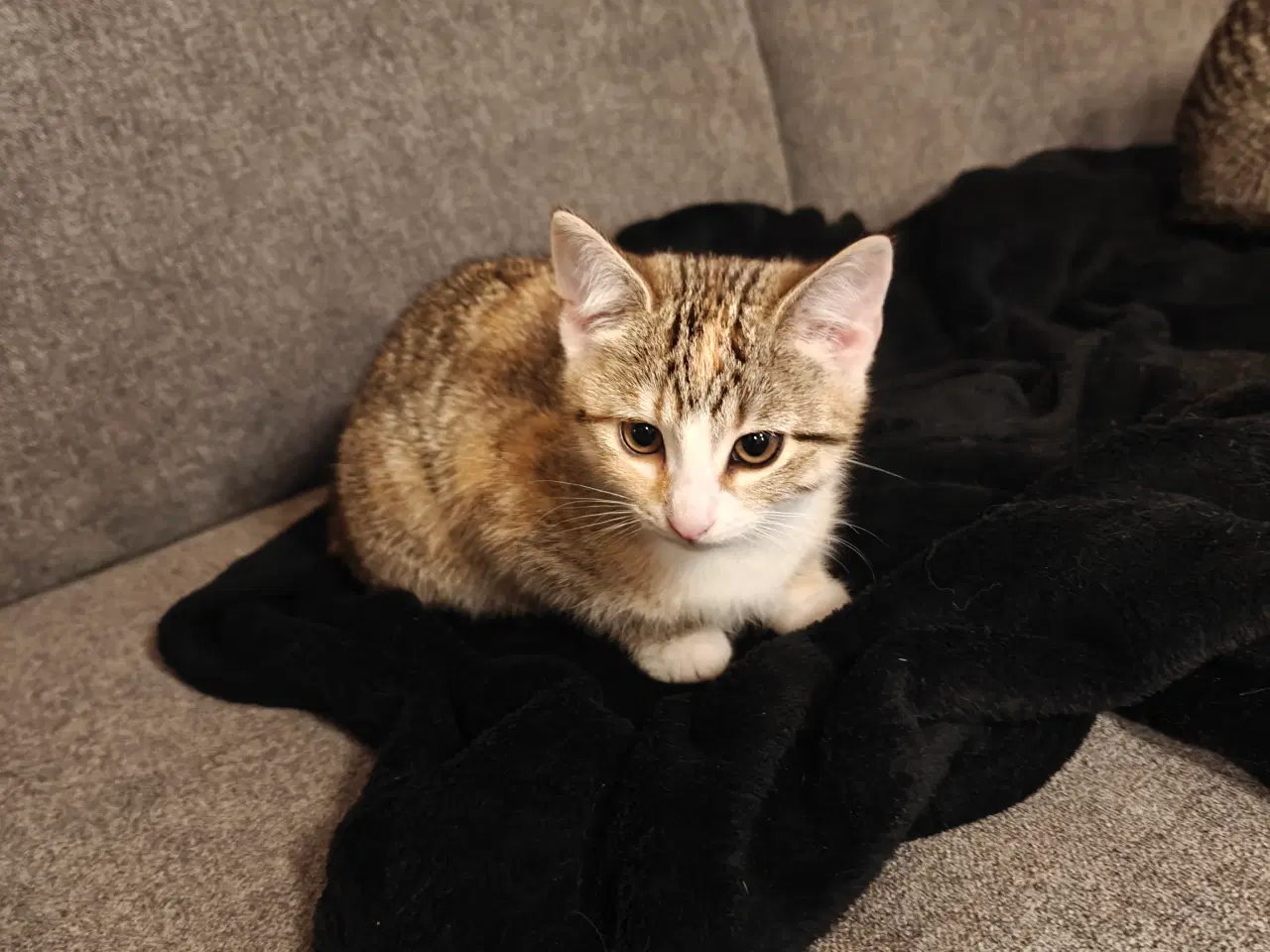 Billede 4 - Skønne kælen kattekillinger 