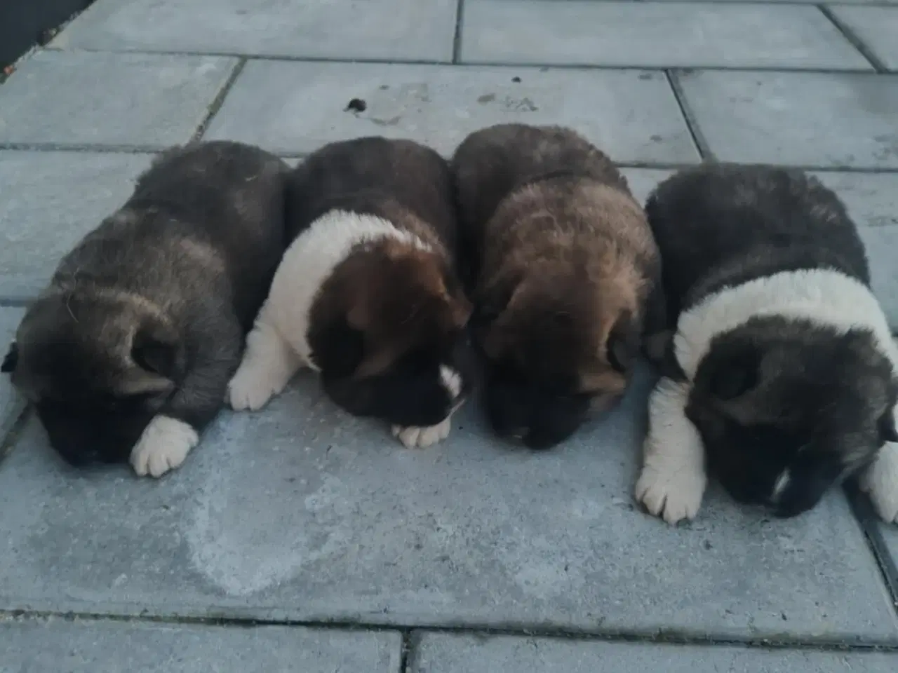 Billede 9 - Hundehvalpe Akita American 
