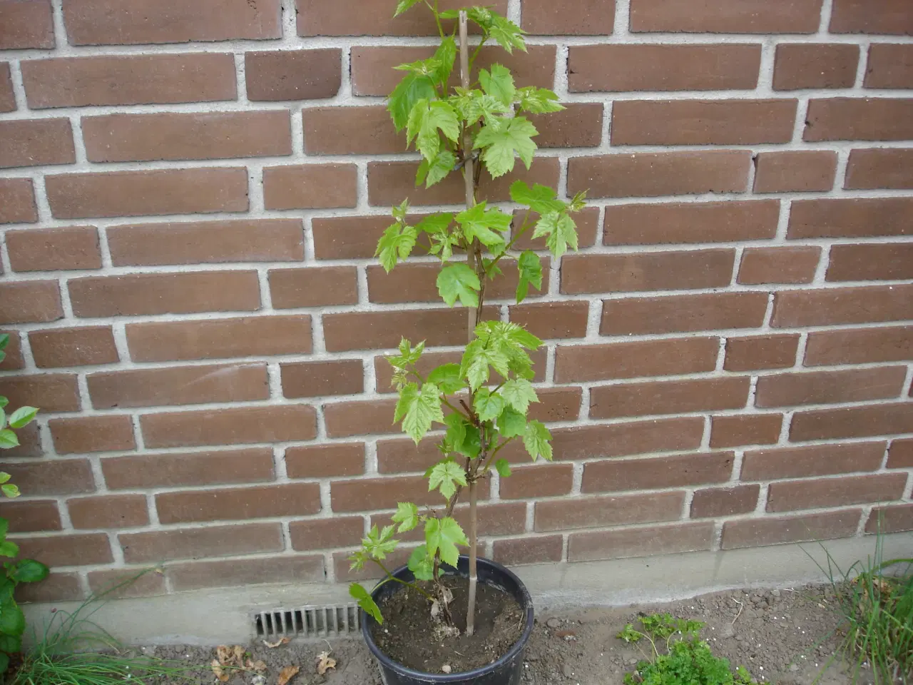 Billede 1 - Vindrueplante "Heimrod"