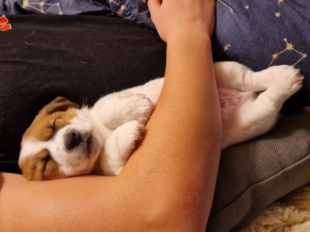Billede 5 - Jack Russell Terrier, kortbenet, DKK
