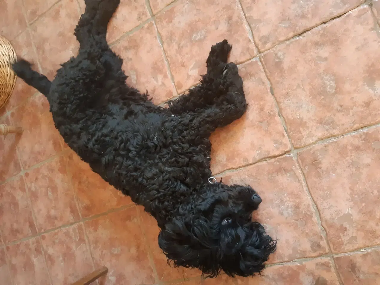 Billede 3 - Labradoodle han til parring