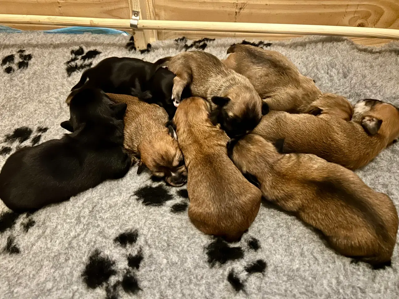 Billede 3 - Hundehvalpe ( Blandingshvalp )