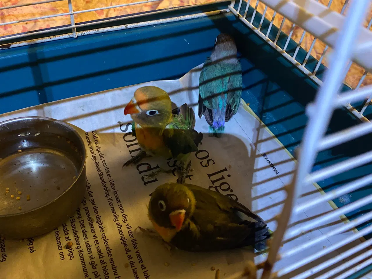 Billede 3 - Fugle Dværgpapegøje
