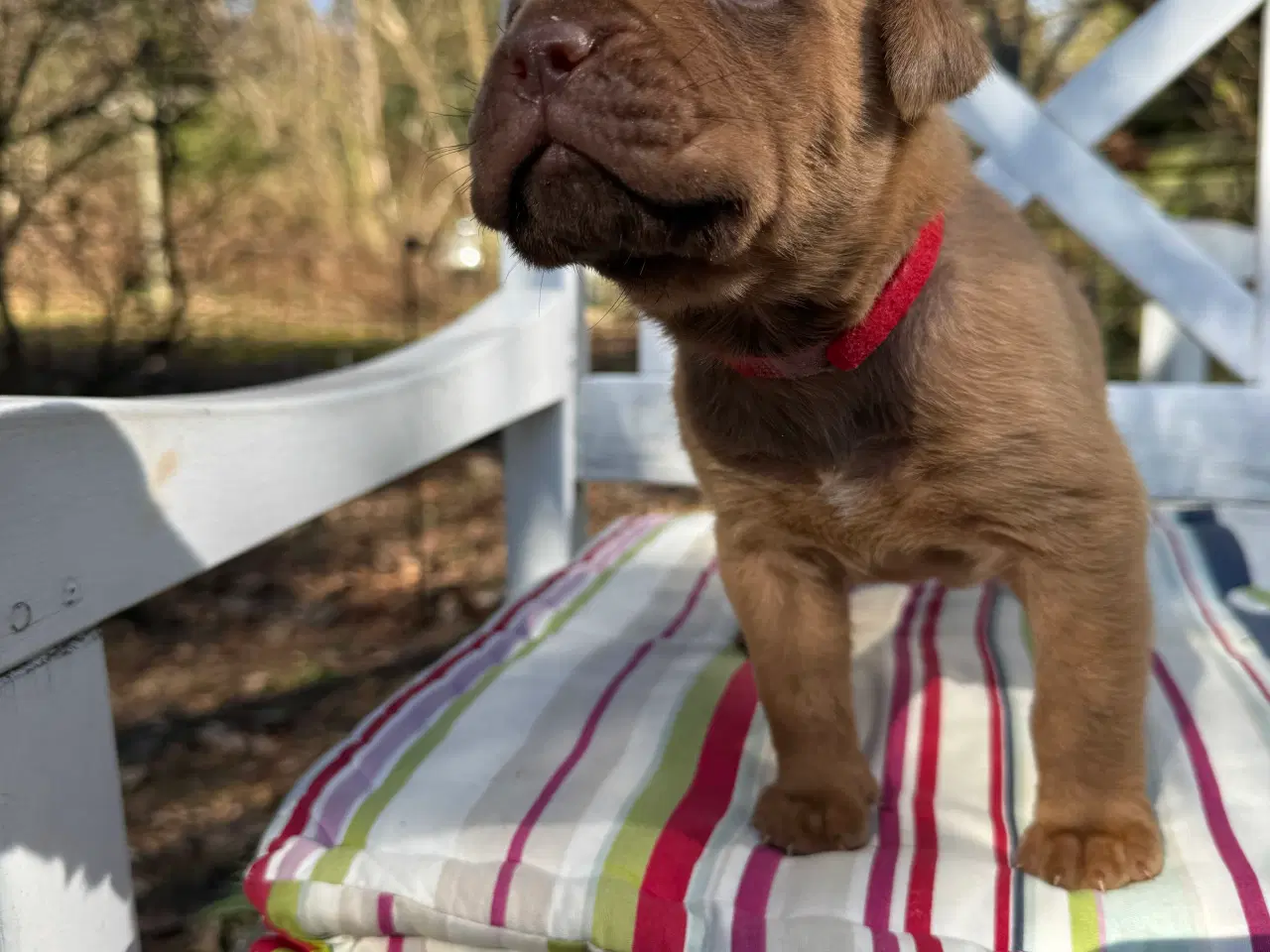 Billede 2 - Smukke fransk mastiff/Dogue de Bordeaux hvalpe 🐾