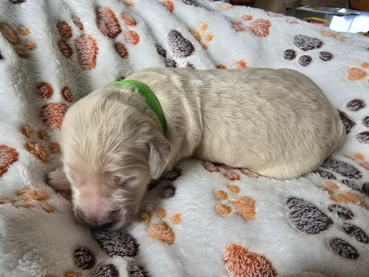 Billede 12 - Golden doodle hvalpe