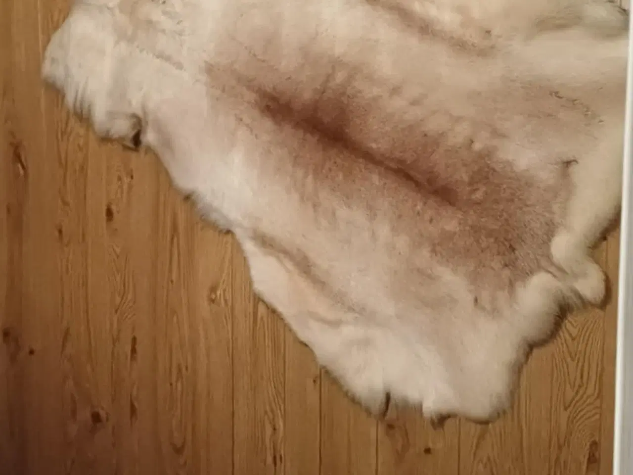 Billede 1 - Rensdyrskind