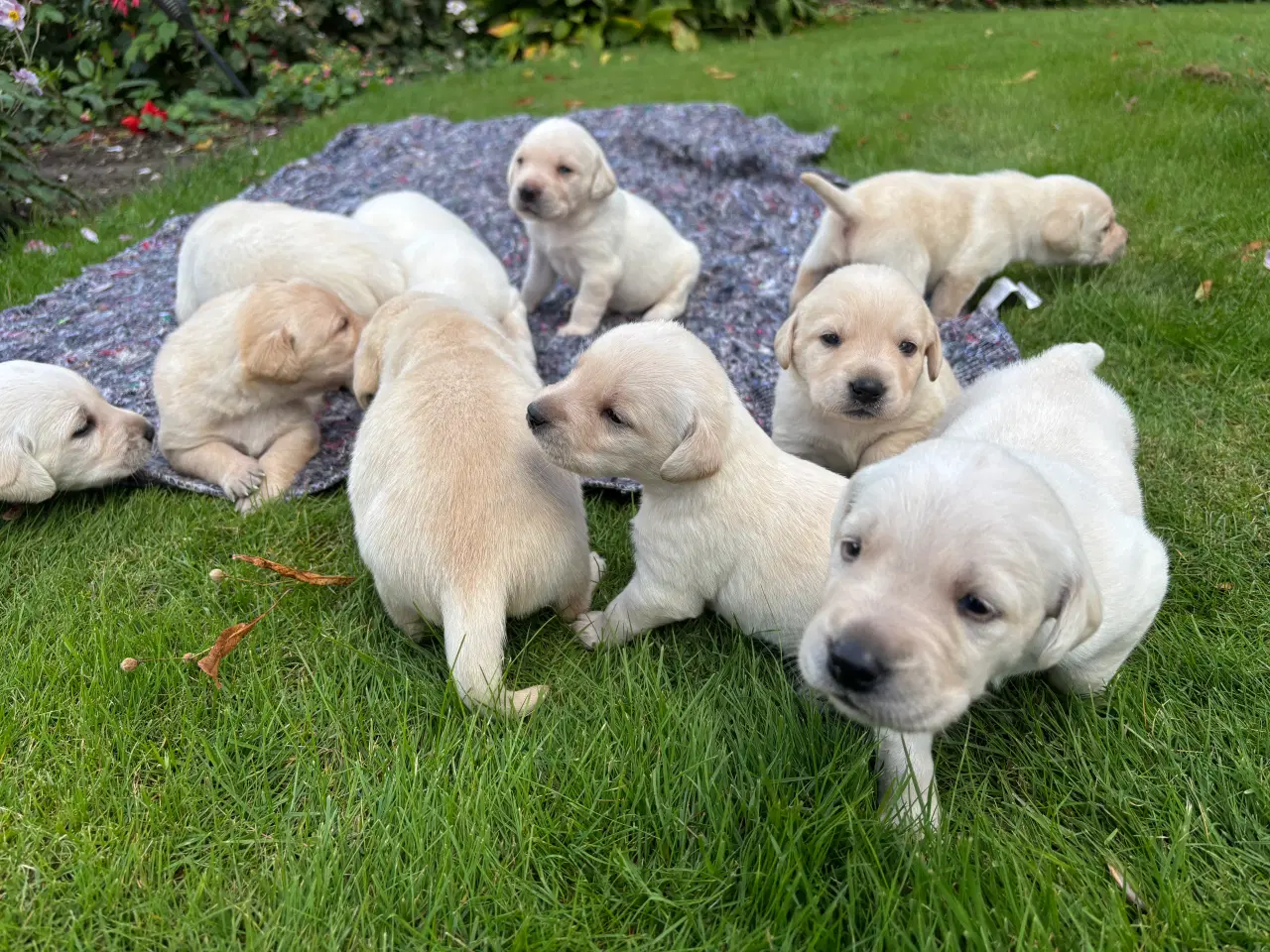 Billede 3 - Labrador hundehvalpe sælges 