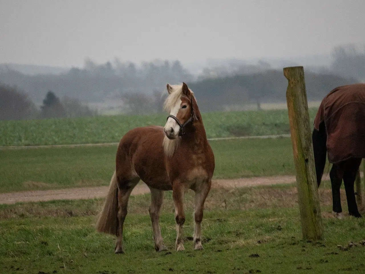 Billede 8 - Haflinger hoppe 3 år sælges