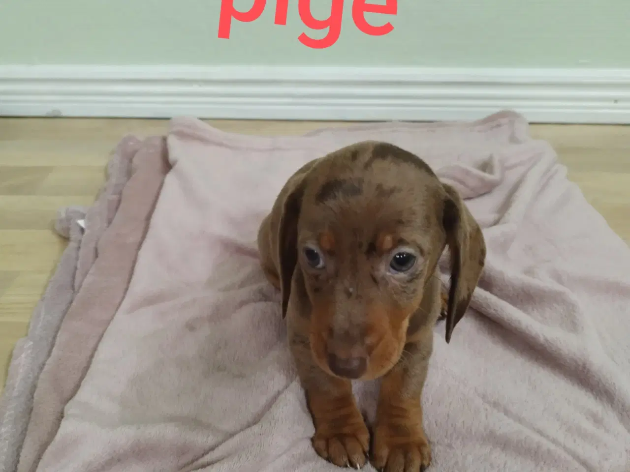 Billede 1 - korthåret dværg gravhunde hvalpe harlekin