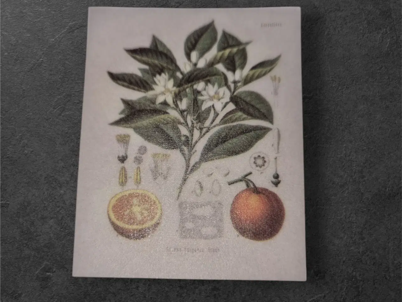 Billede 1 - Botaniske papirark med appelsintræ-motiv