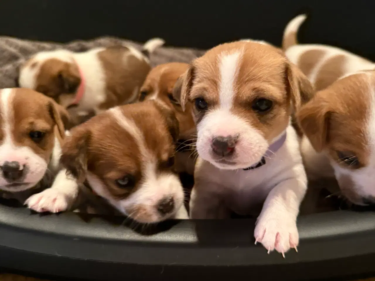 Billede 2 - Jack Russell Terrier hvalpe