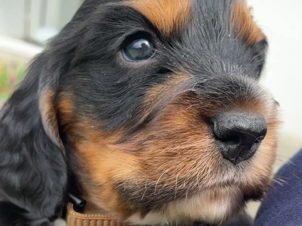 Billede 1 - Cocker Spaniel hvalpe klar til salg 18/5