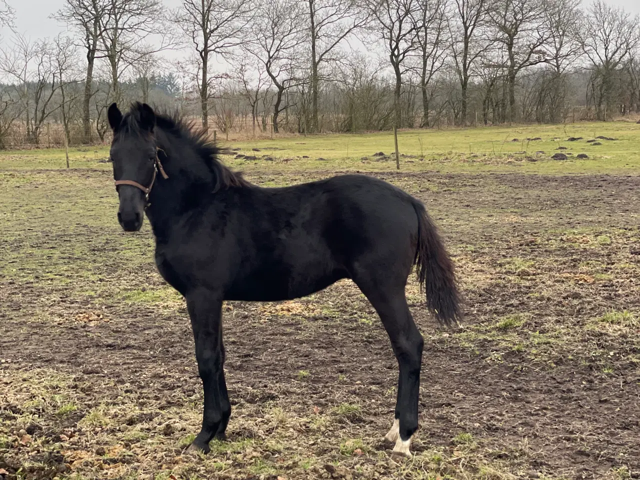 Billede 2 - Oldenborg hingsteplag