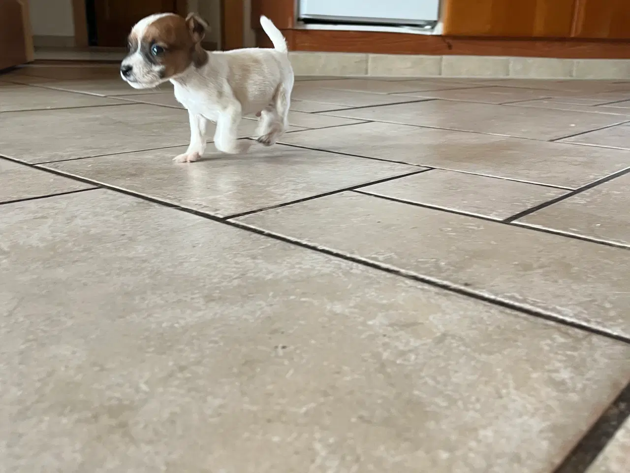 Billede 5 - Jack russel hvalpe