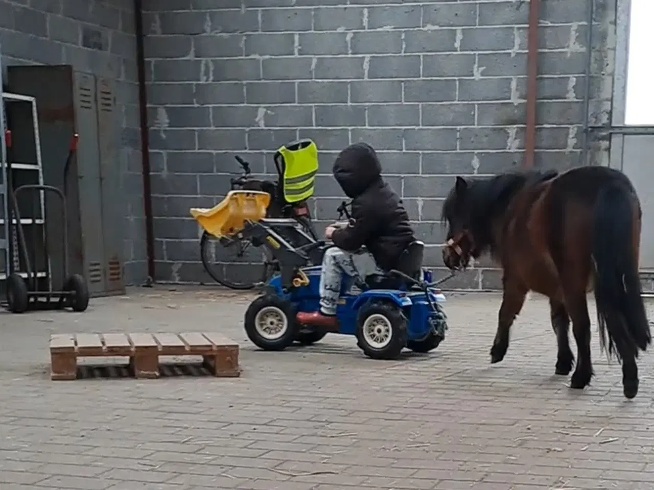 Billede 5 - verdens bedste børne pony