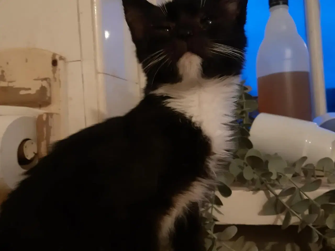 Billede 1 - halv maine coon hunkilling