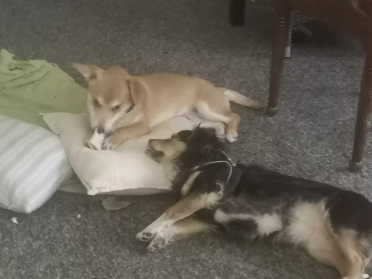 Billede 6 - Lækre paddy, i pleje i DK 