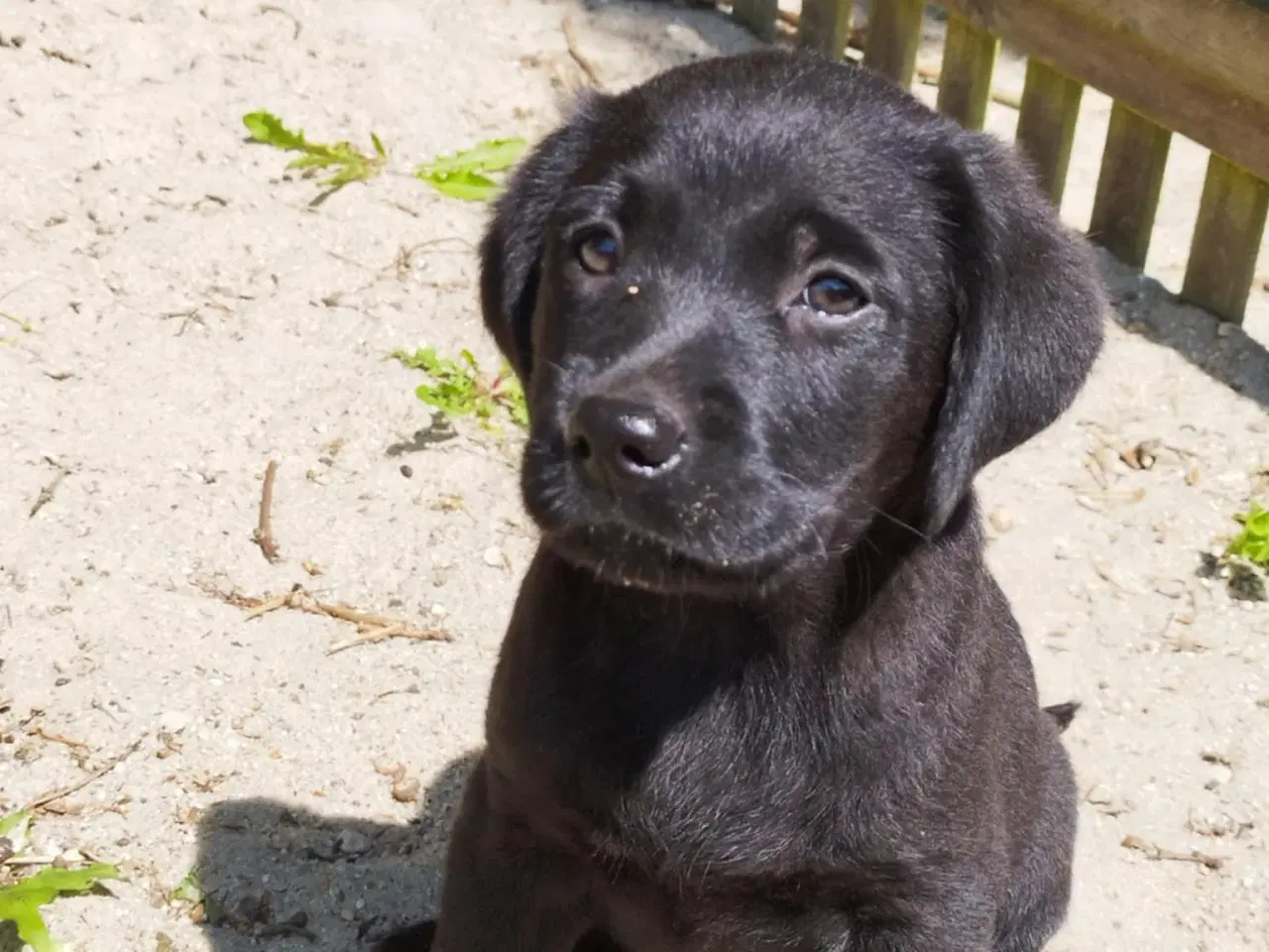 Billede 1 - Labrador hvalpe