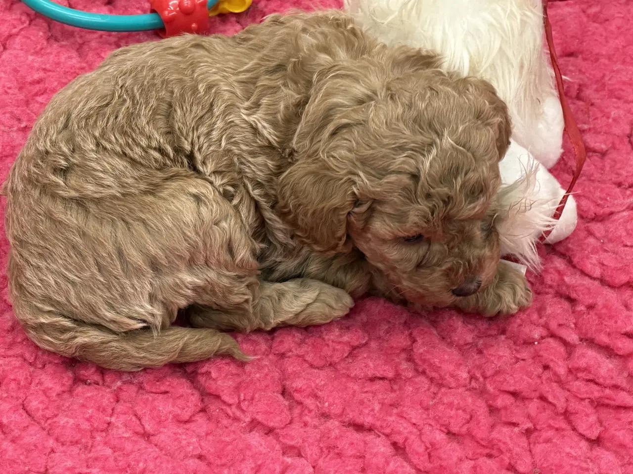 Billede 7 - 🐶✨ 1 skønne Havapoo piger søger deres for-altid-h