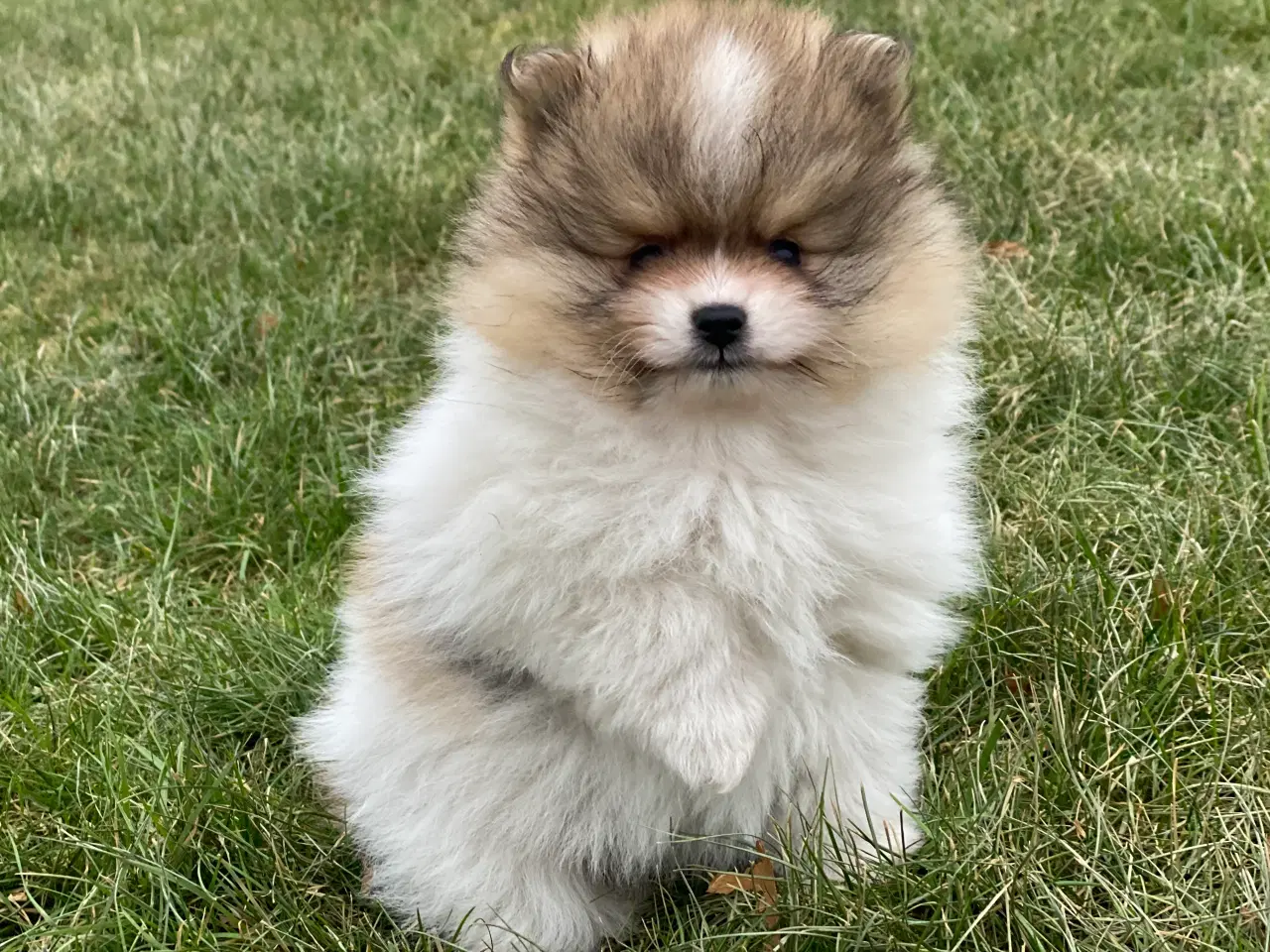 Billede 4 - DKK skønne Pomeranian drenge 