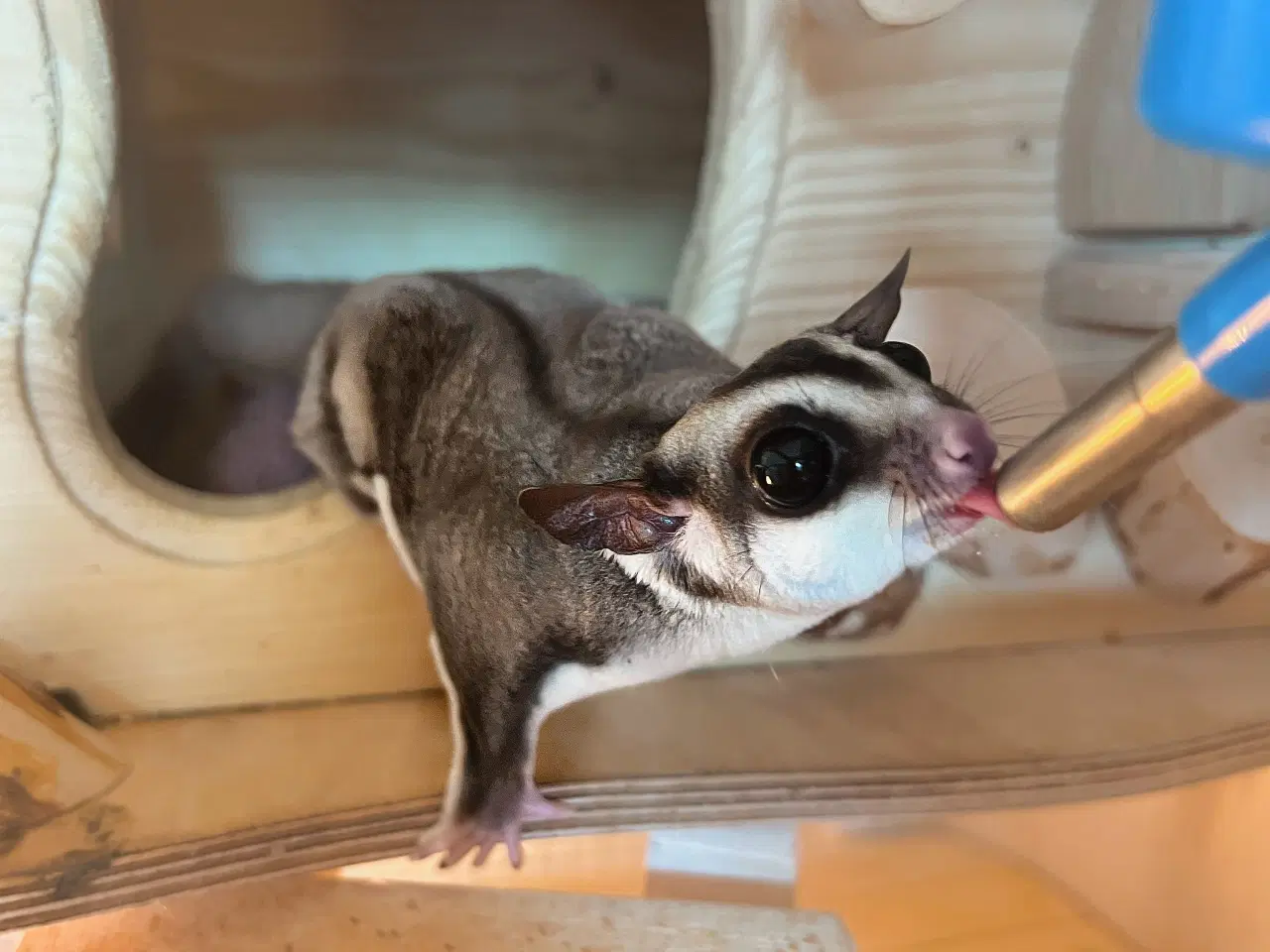 Billede 3 - Sugar glider flyvepungegern 
