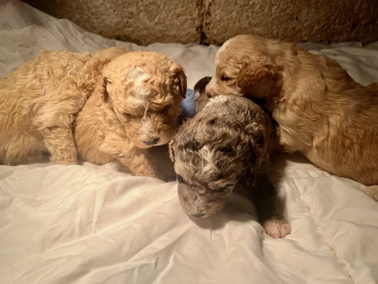 Billede 8 - Super lækre, og kraftige Lagotto / Spansk Vandhund