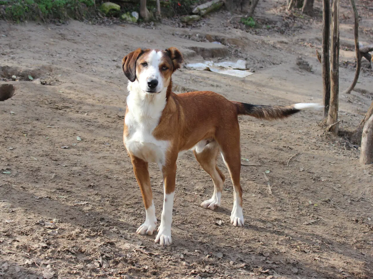 Billede 11 - Henry - med det smukke smil 💙
