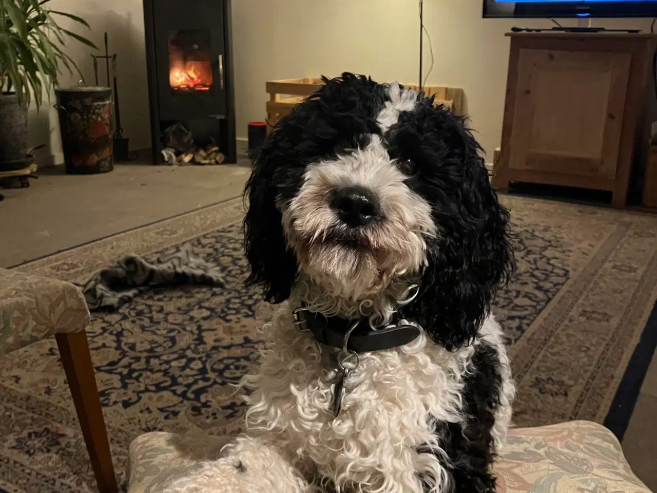 Billede 5 - Springerspaniel/puddel 1 år 