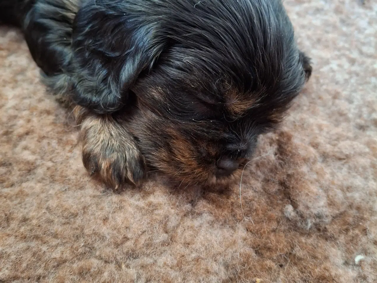 Billede 6 - Cavalier King Charles hvalpe