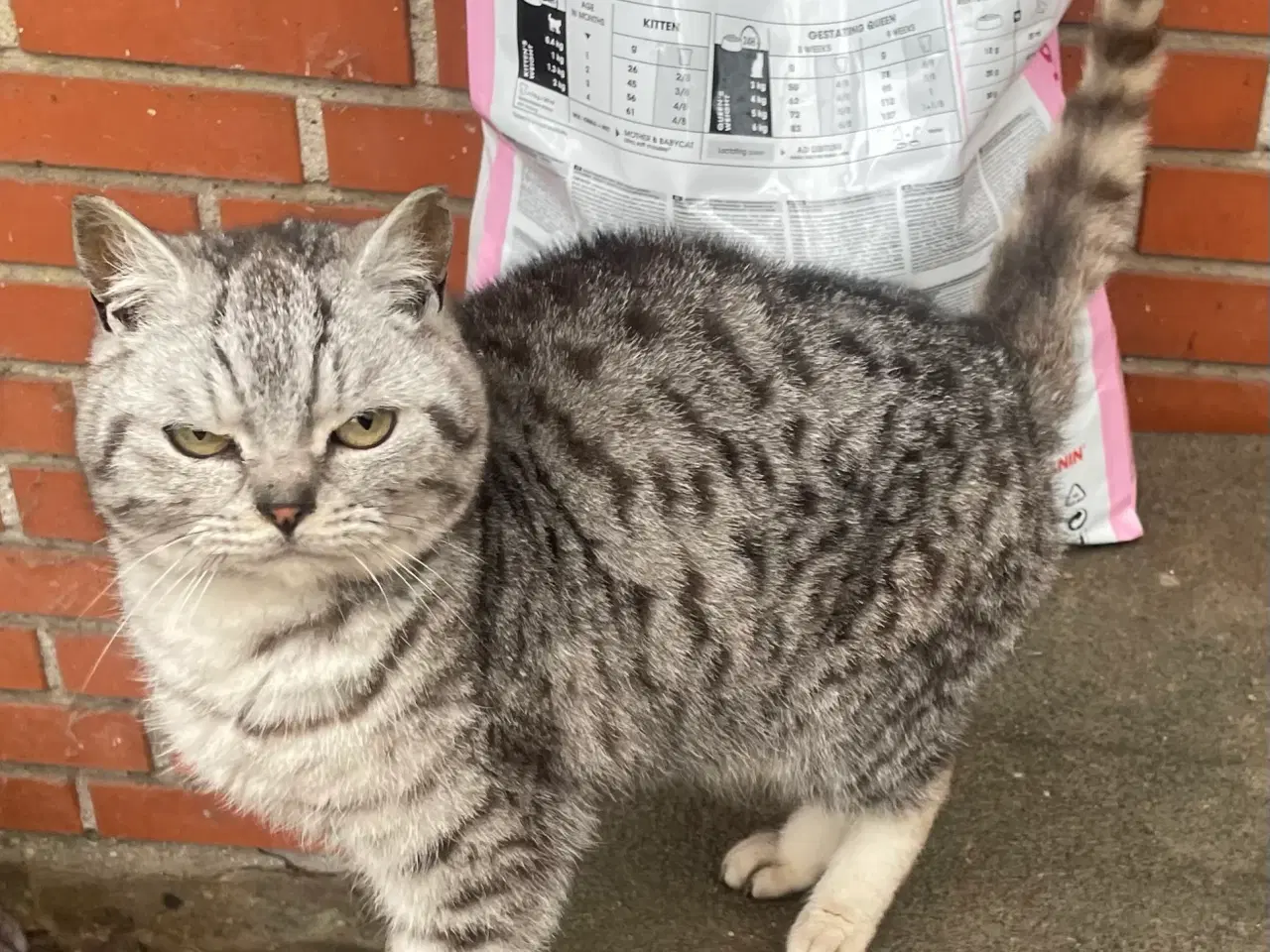 Billede 1 - British Shorthair