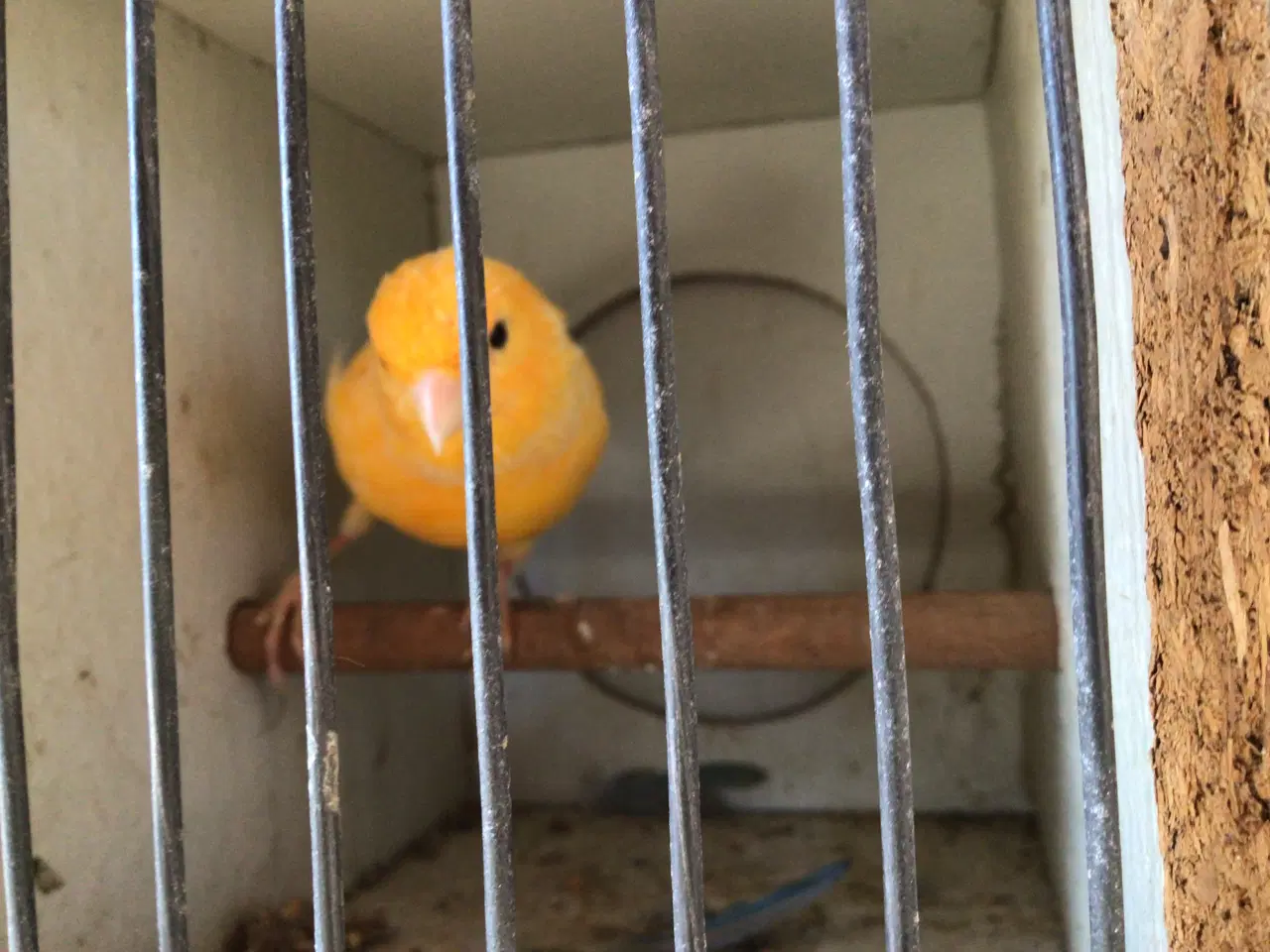 Billede 3 - Kanariefugle unger