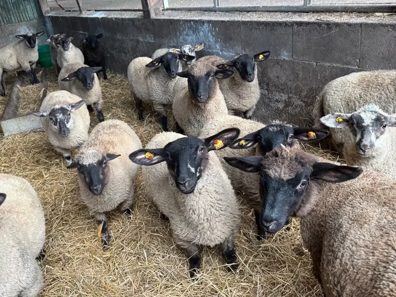 Billede 4 - Lam til salg i 6818 Lam på cirka 3 måneder i 6818 