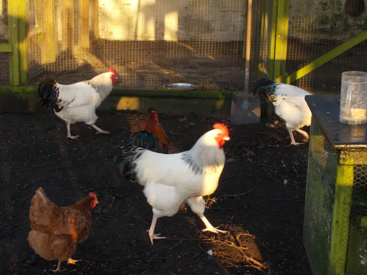 Billede 2 - Lys sussex Haner