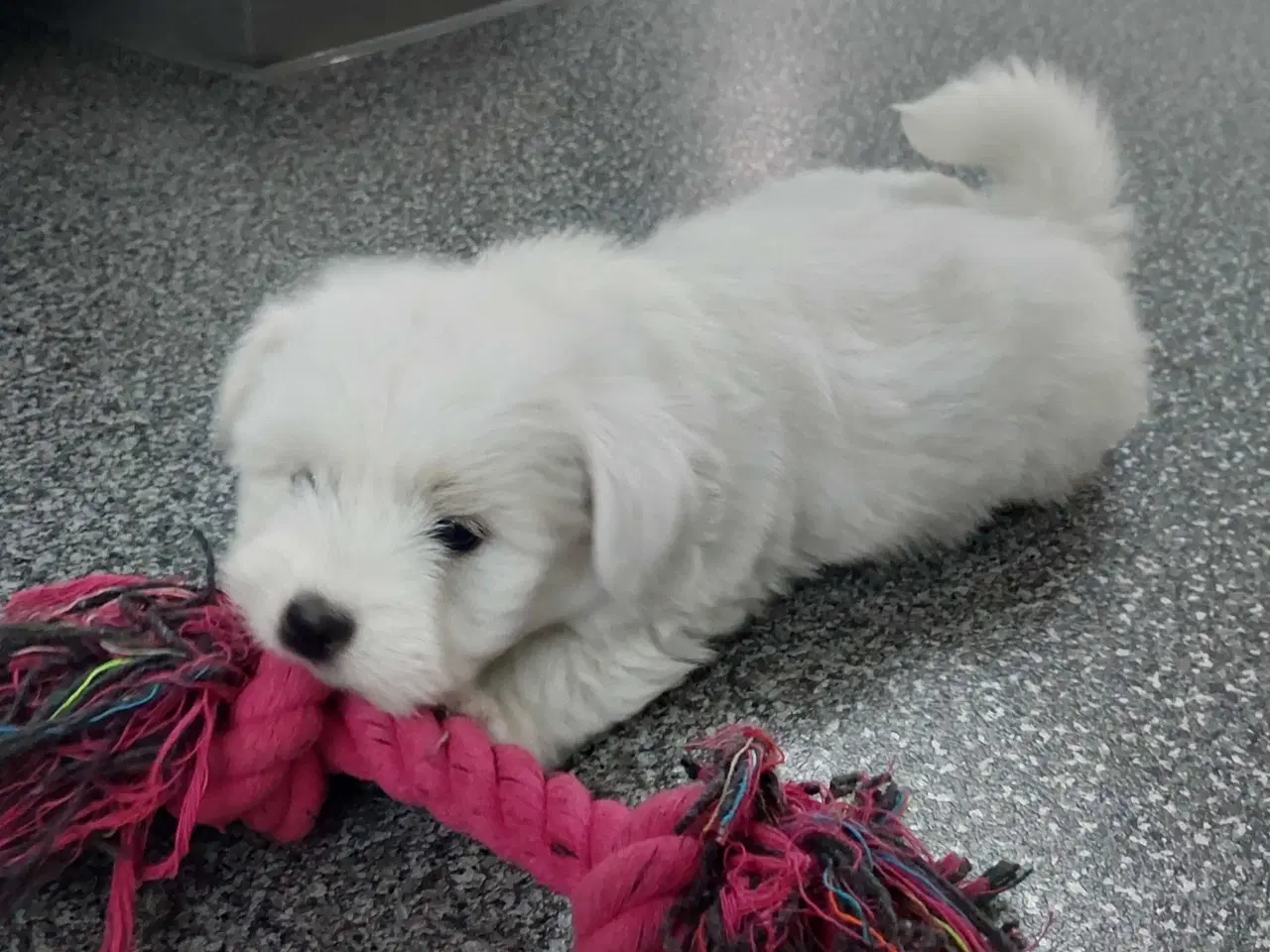 Billede 3 - Coton de tulaer piger