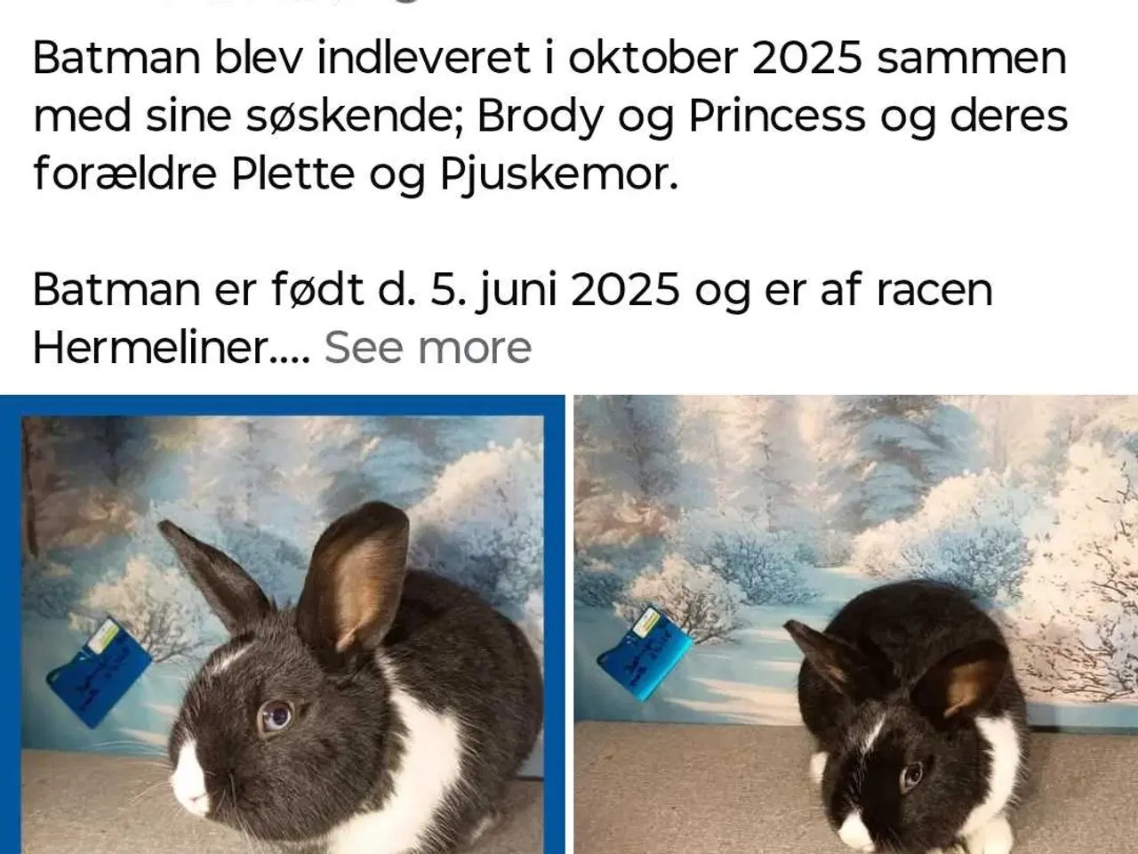 Billede 2 - Vaccineret han  kanin dreng