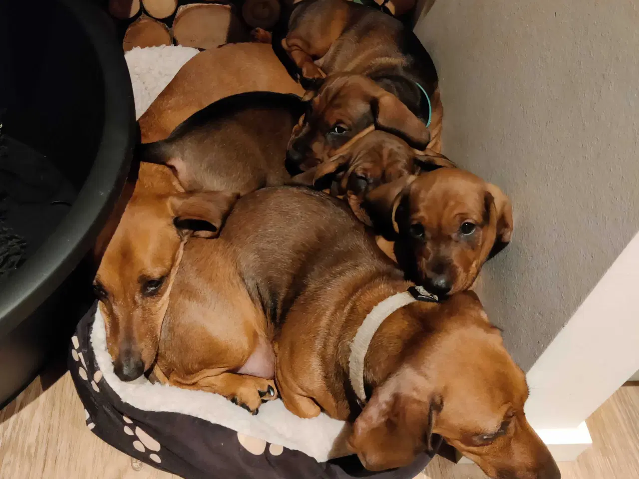 Billede 5 - Gravhund hvalp 