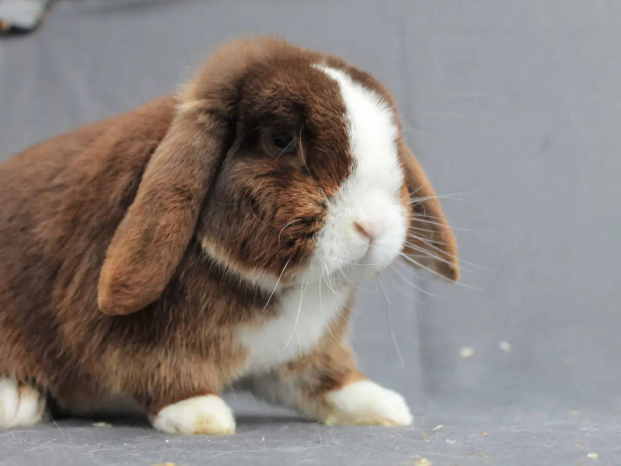 Billede 4 - Mini lop han