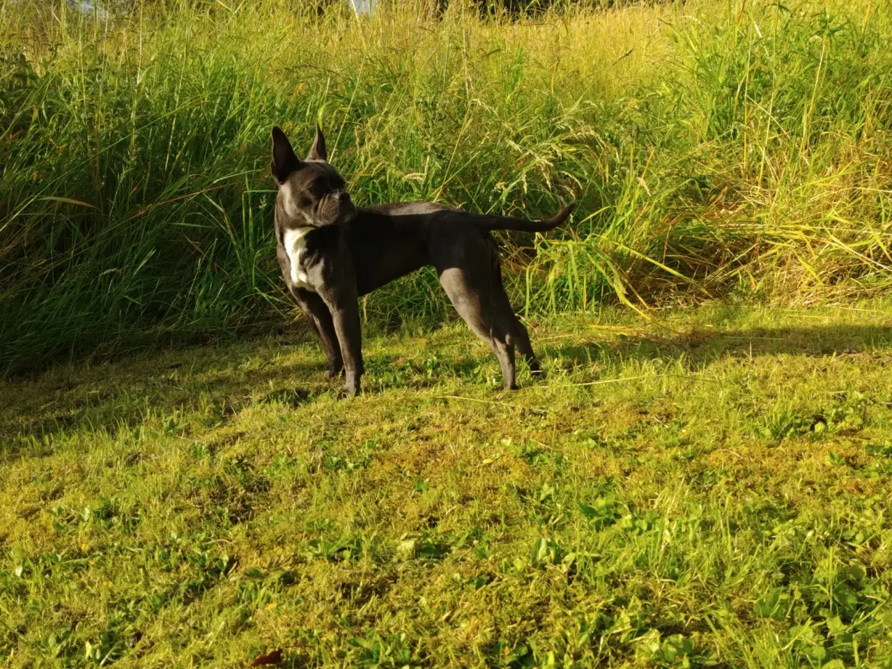 Billede 4 - Fransk bulldog Old English blanding 