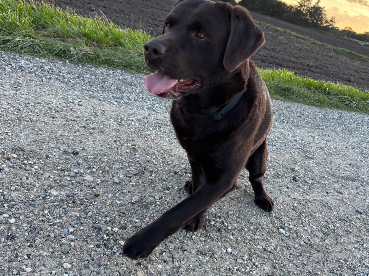 Billede 4 - Brun labrador 4,5 år