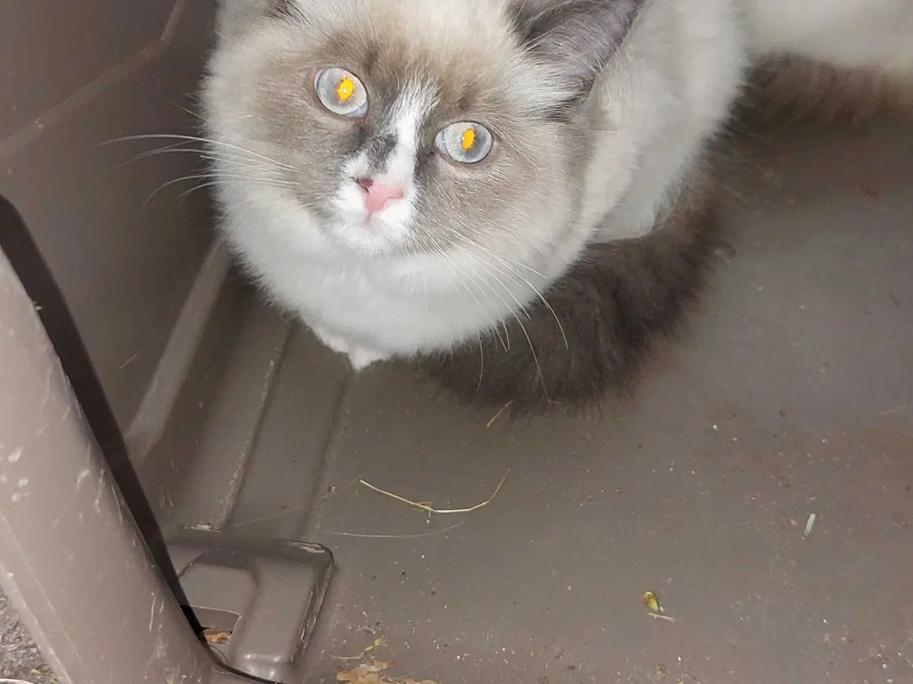 Billede 2 - Ragdoll kattekillinger